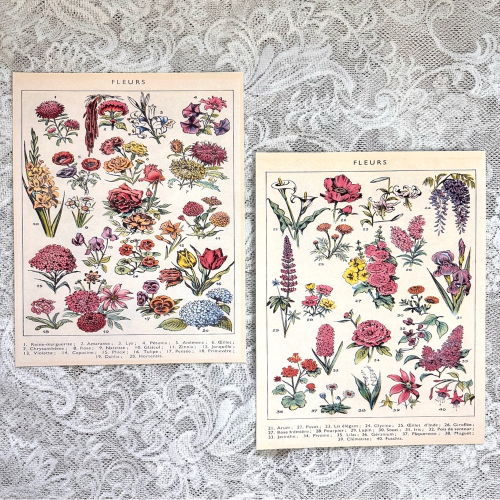 Set of Two Scientific Fleurs (Flowers) French Floral Chart 8x10
